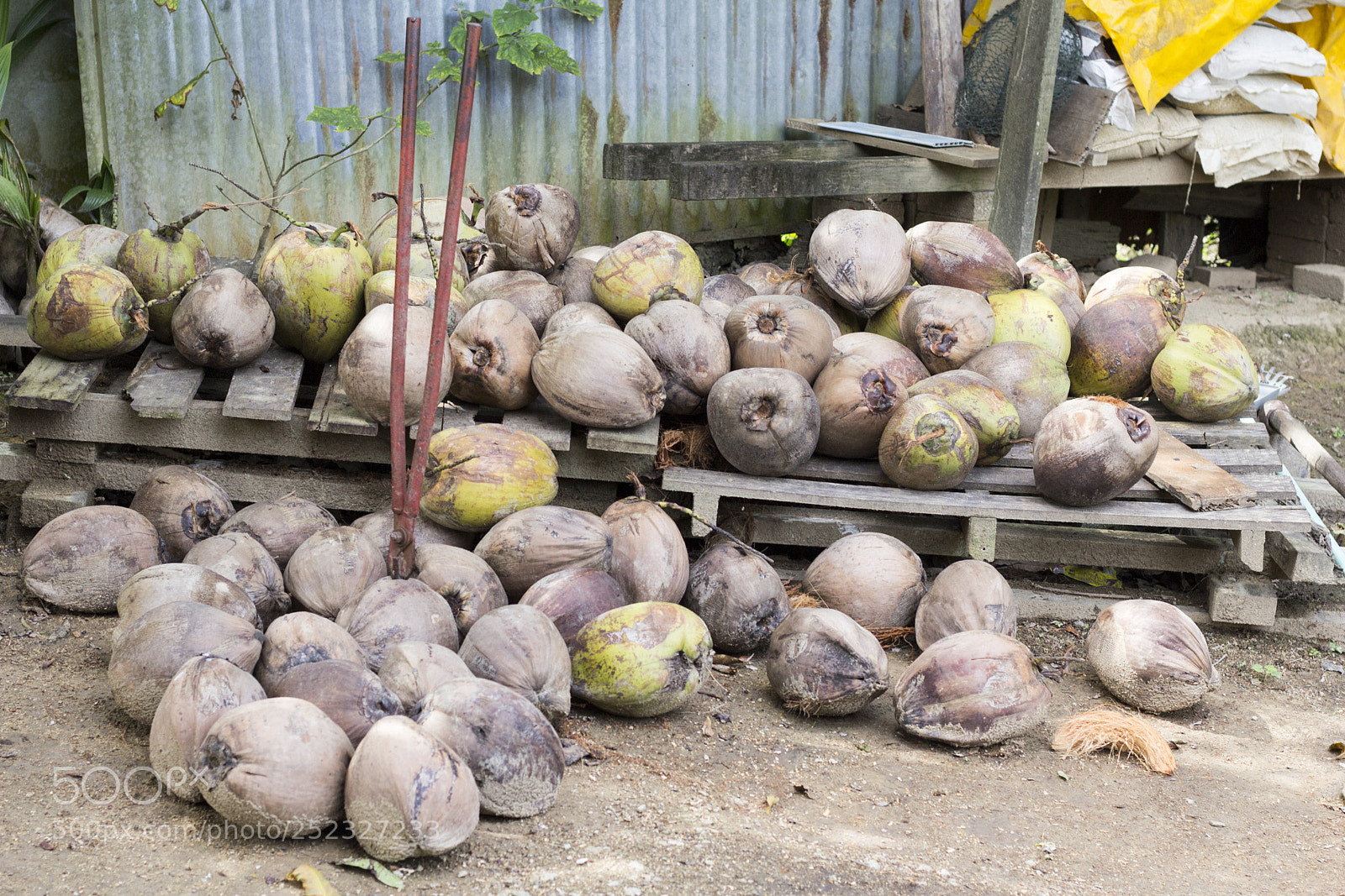 Canon EOS 60D sample photo. Coconut bundle photography