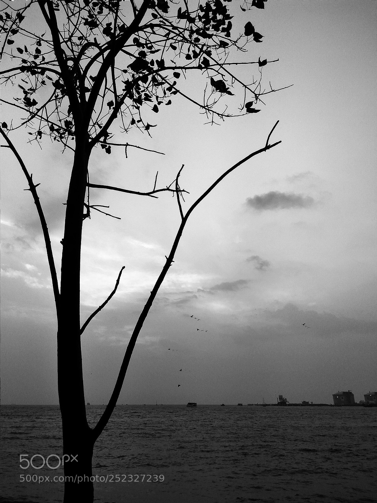 Xiaomi Redmi Note3 sample photo. B&w tree photography