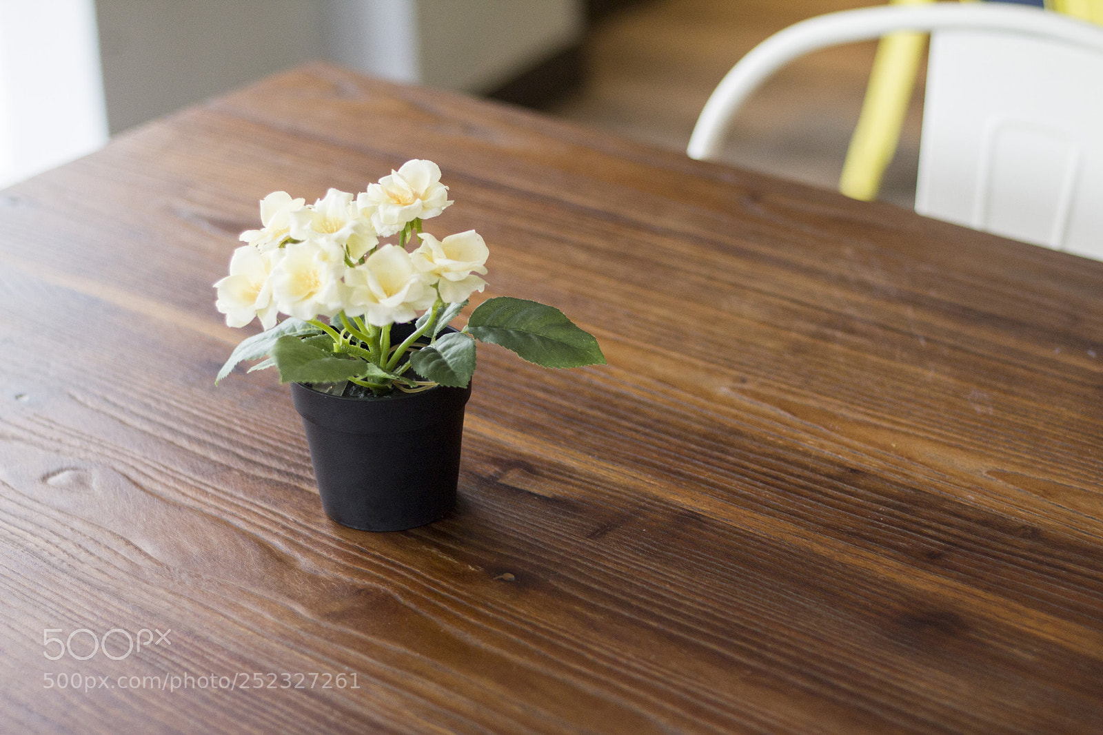 Canon EOS 60D sample photo. Flower on table photography