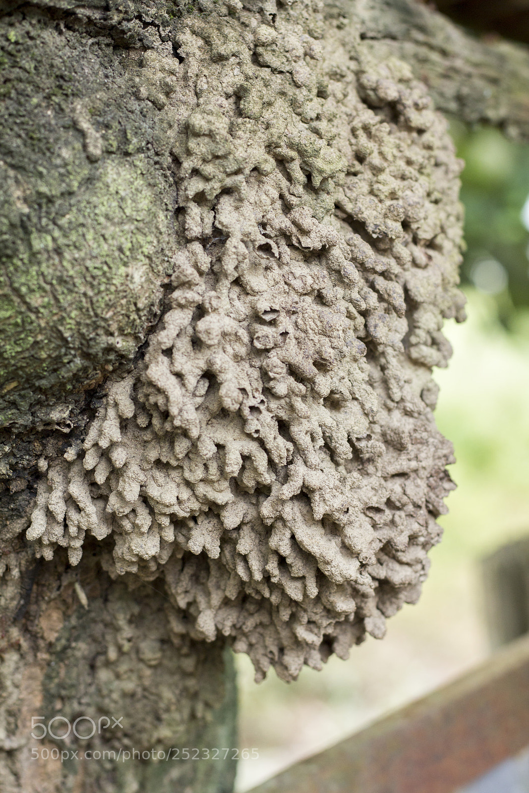 Canon EOS 60D sample photo. Termite nest photography