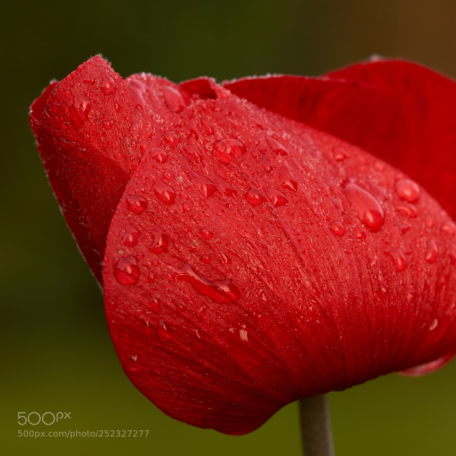 Sony SLT-A65 (SLT-A65V) sample photo. Red anemone with raindrops photography