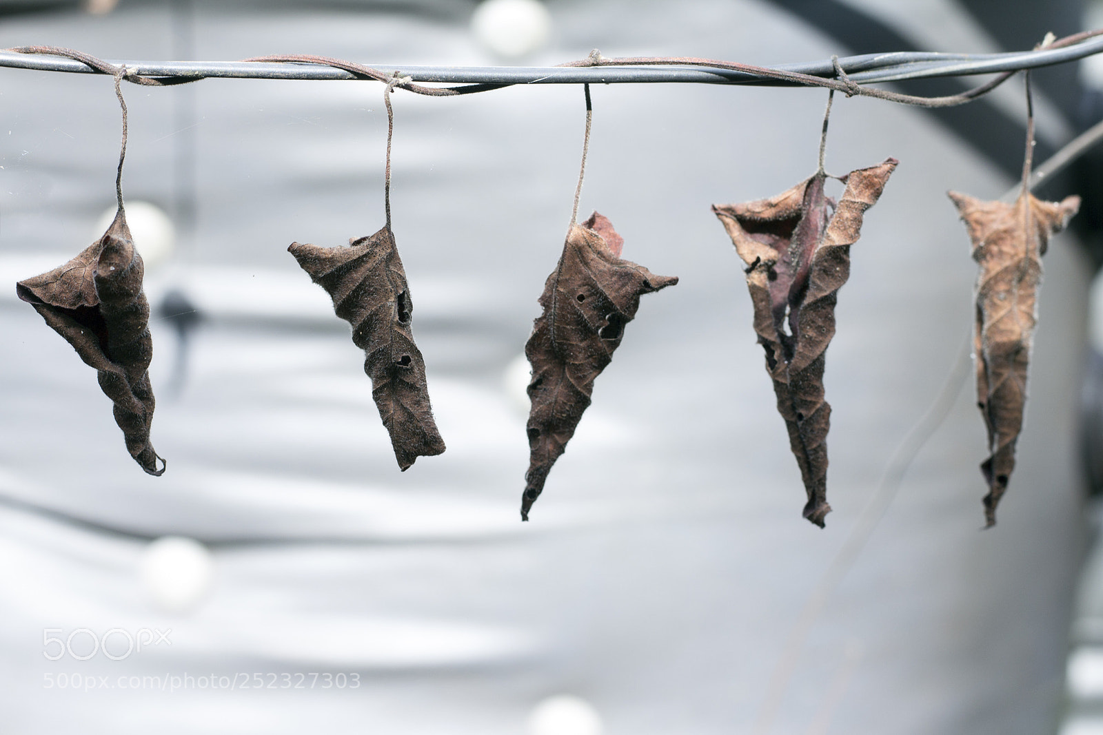 Canon EOS 60D sample photo. Five dried leaves photography