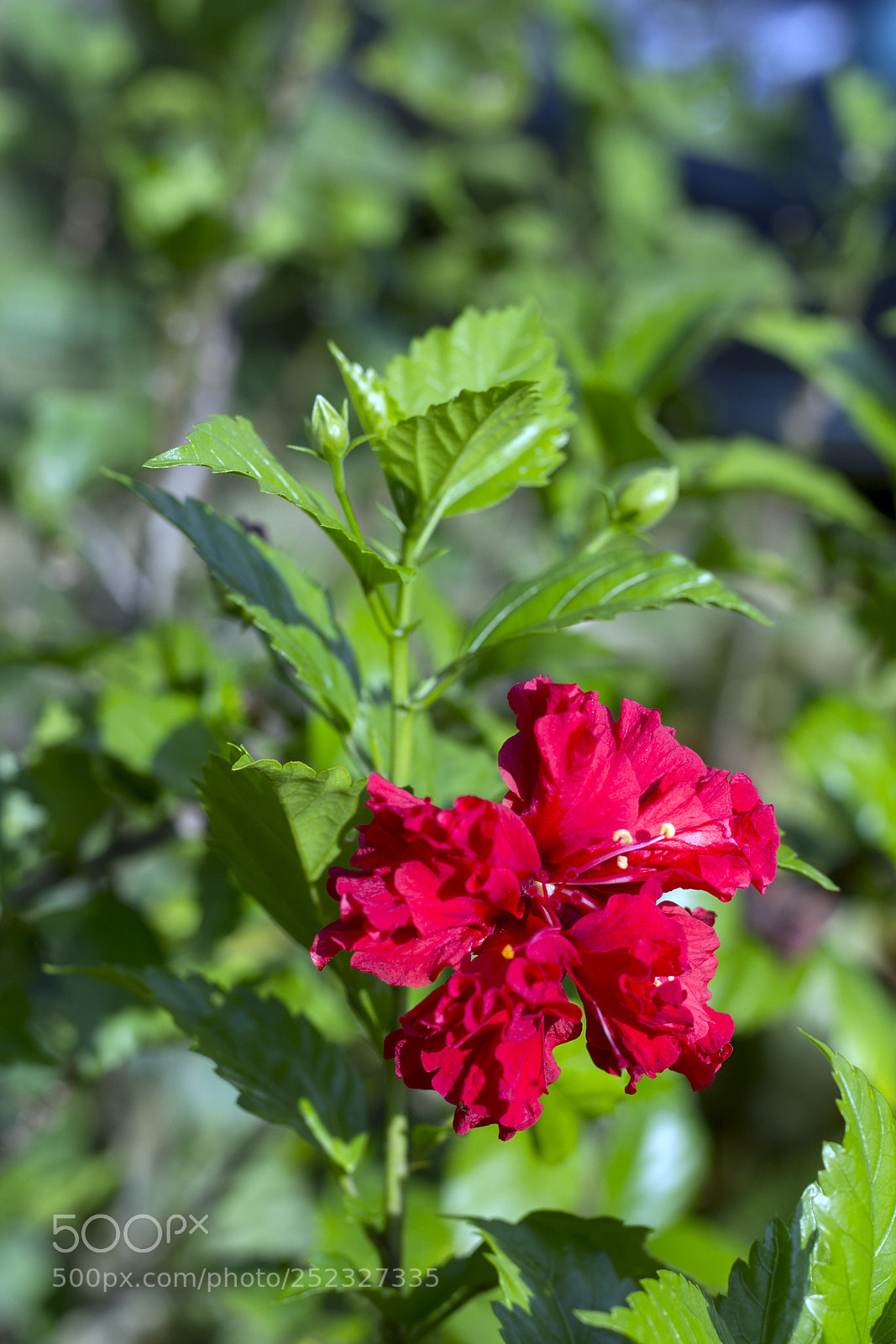Canon EOS 60D sample photo. Red hibiscus photography