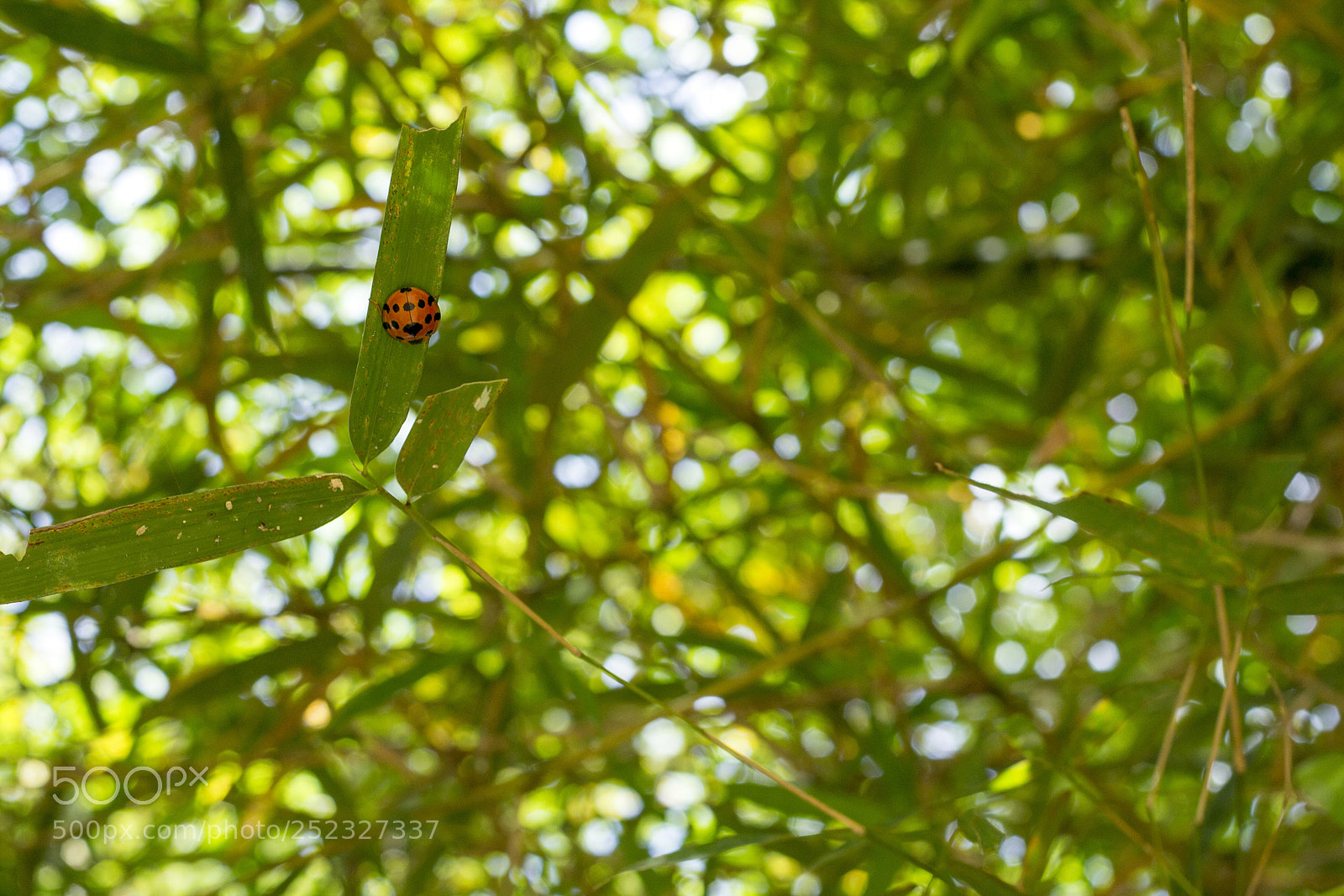 Canon EOS 60D sample photo. Red ladybug photography