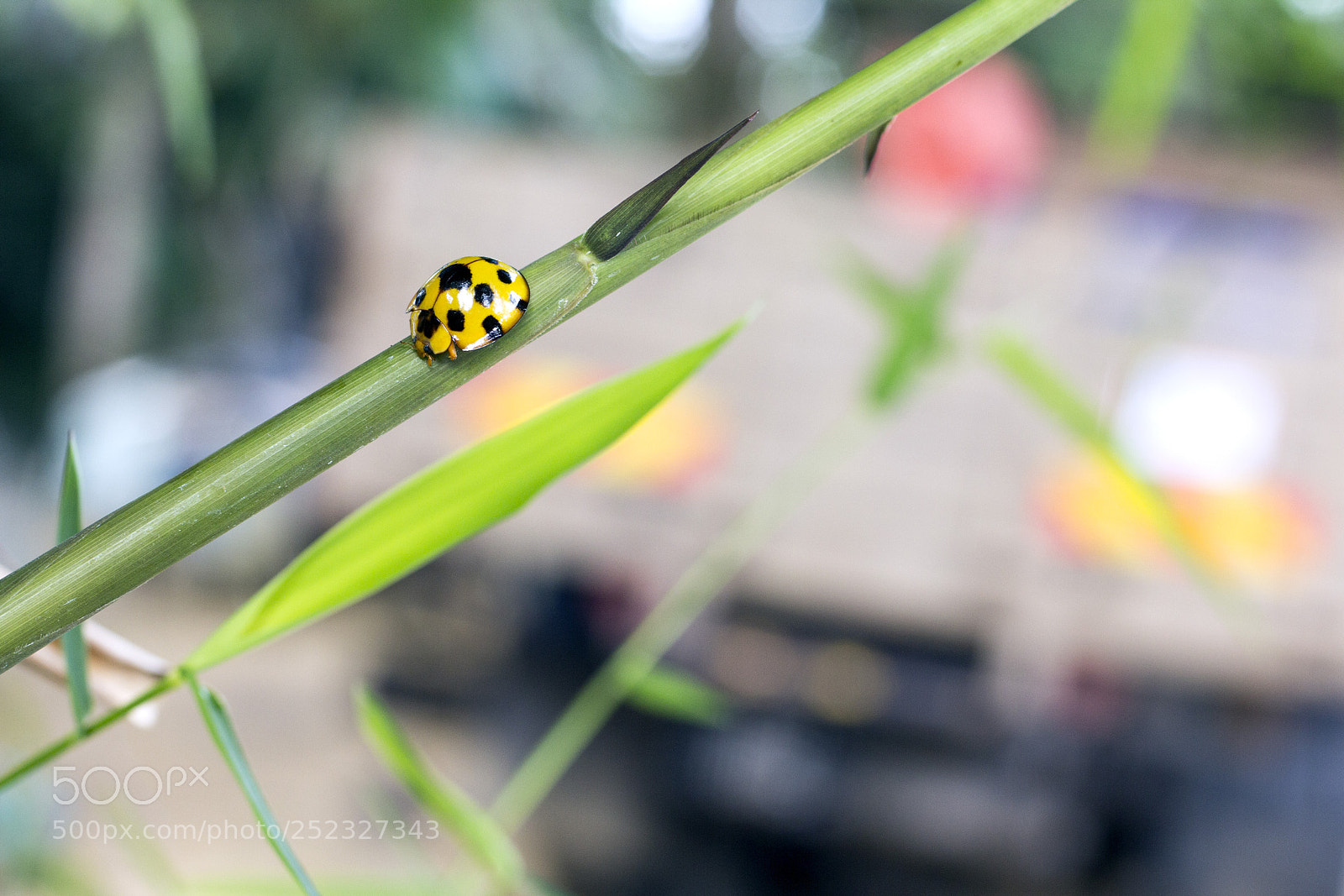 Canon EOS 60D sample photo. Yellow ladybug photography