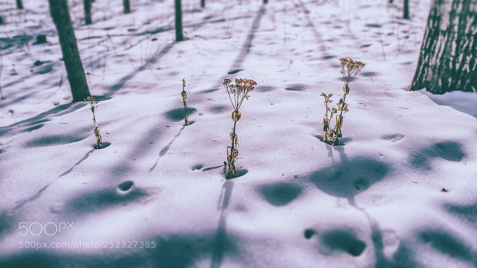 Pentax K-1 sample photo. Untitled photography