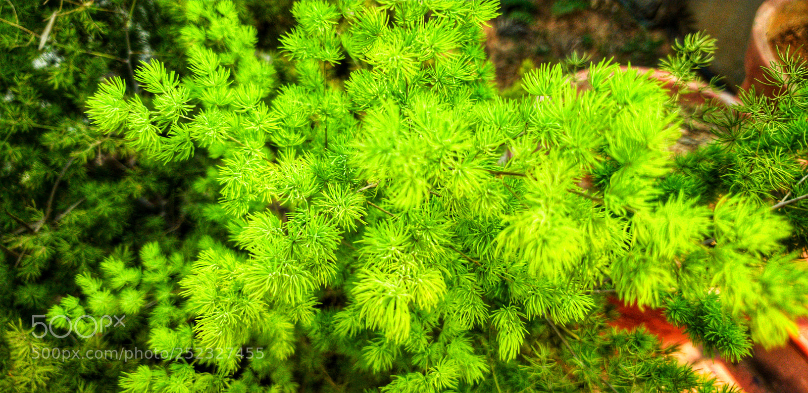 Samsung Galaxy S9+ sample photo. Beautiful ? plants photography