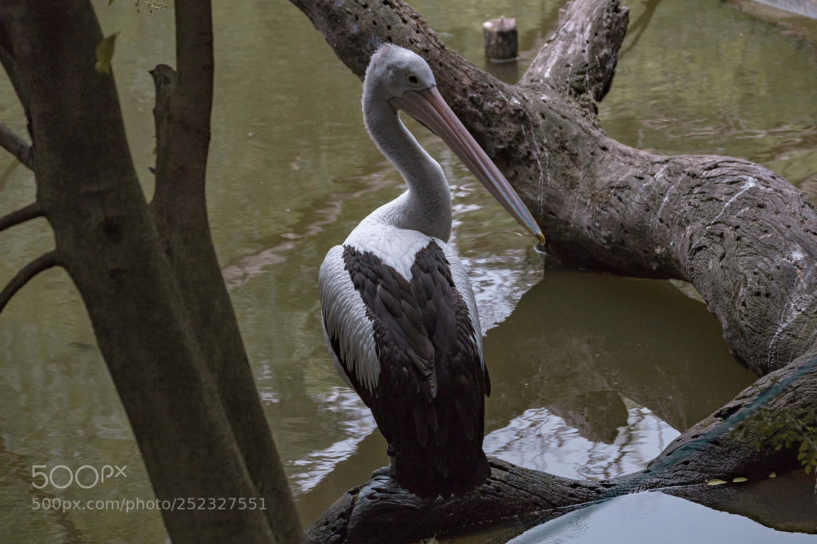 Sony a6300 sample photo. Pelican at melbourne zoo photography
