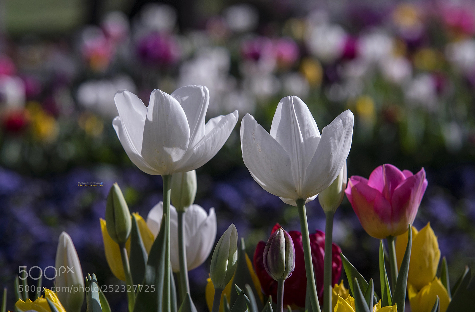 Pentax K-3 II sample photo. Tulip times. photography