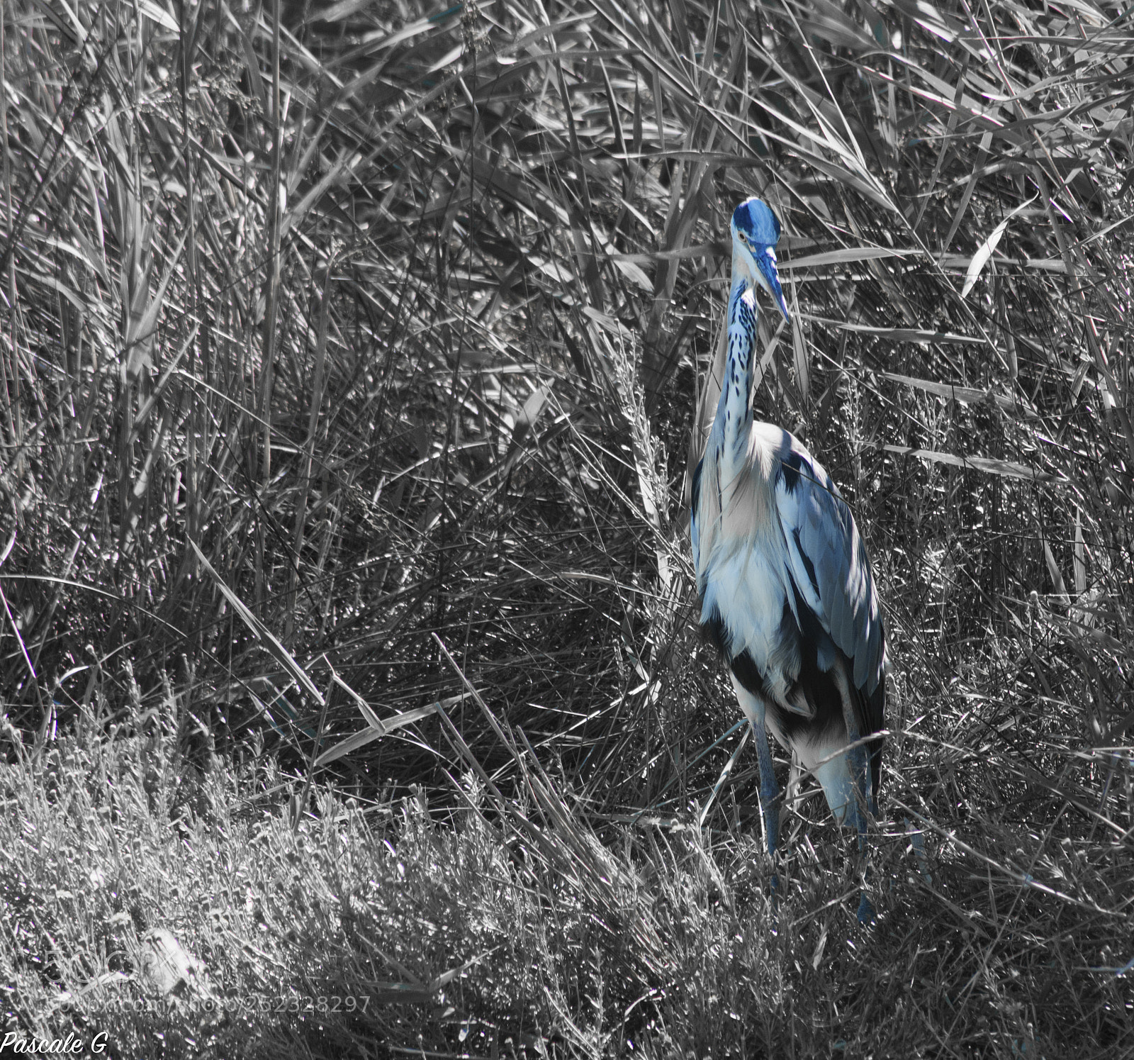 Nikon D7100 sample photo. Like a statue photography