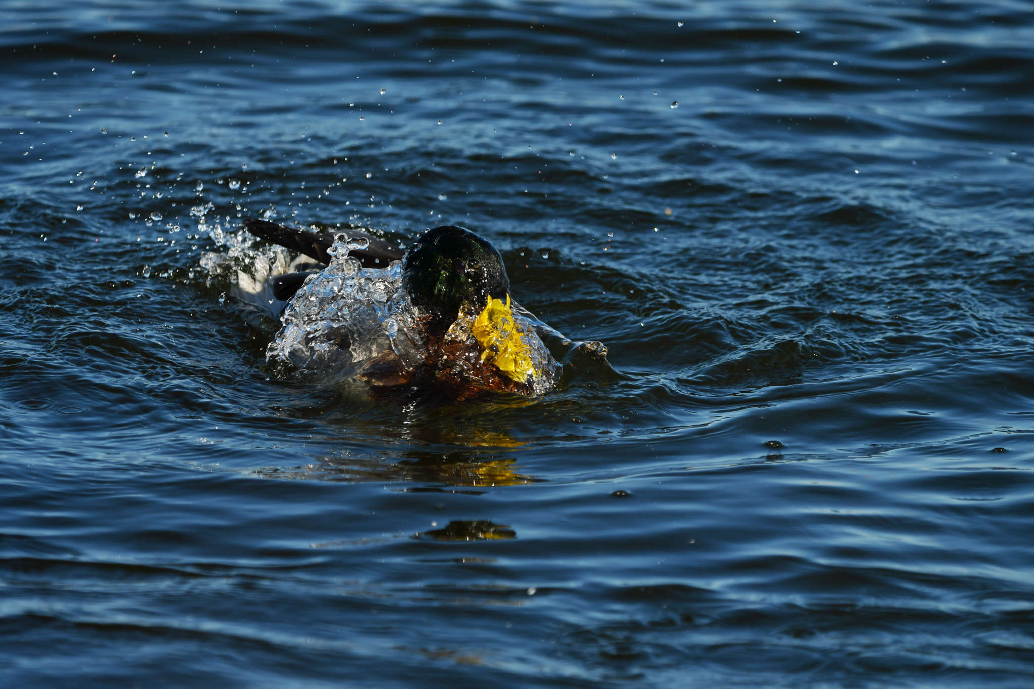 Sigma 150-600mm F5-6.3 DG OS HSM | C sample photo. Dsc photography