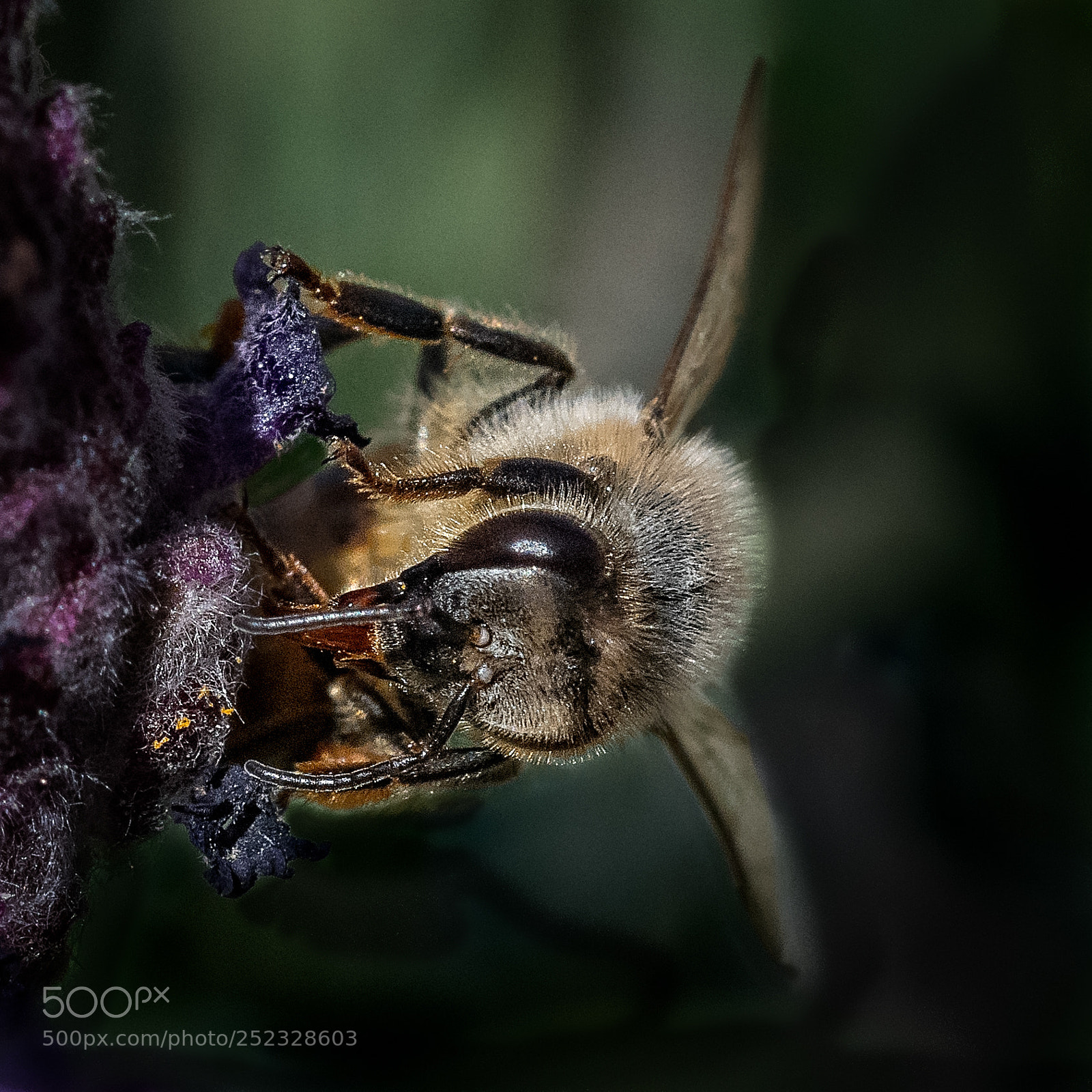 Nikon D850 sample photo. The collector photography