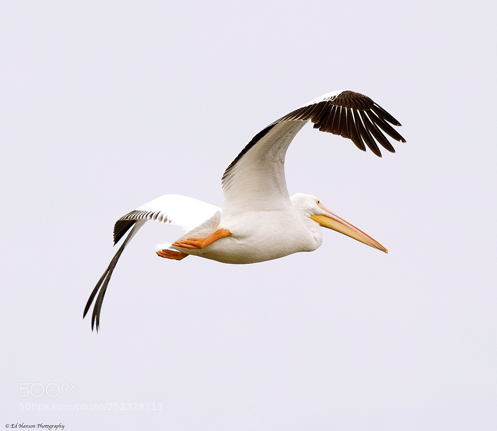 Nikon D3300 sample photo. Pelican in flight photography