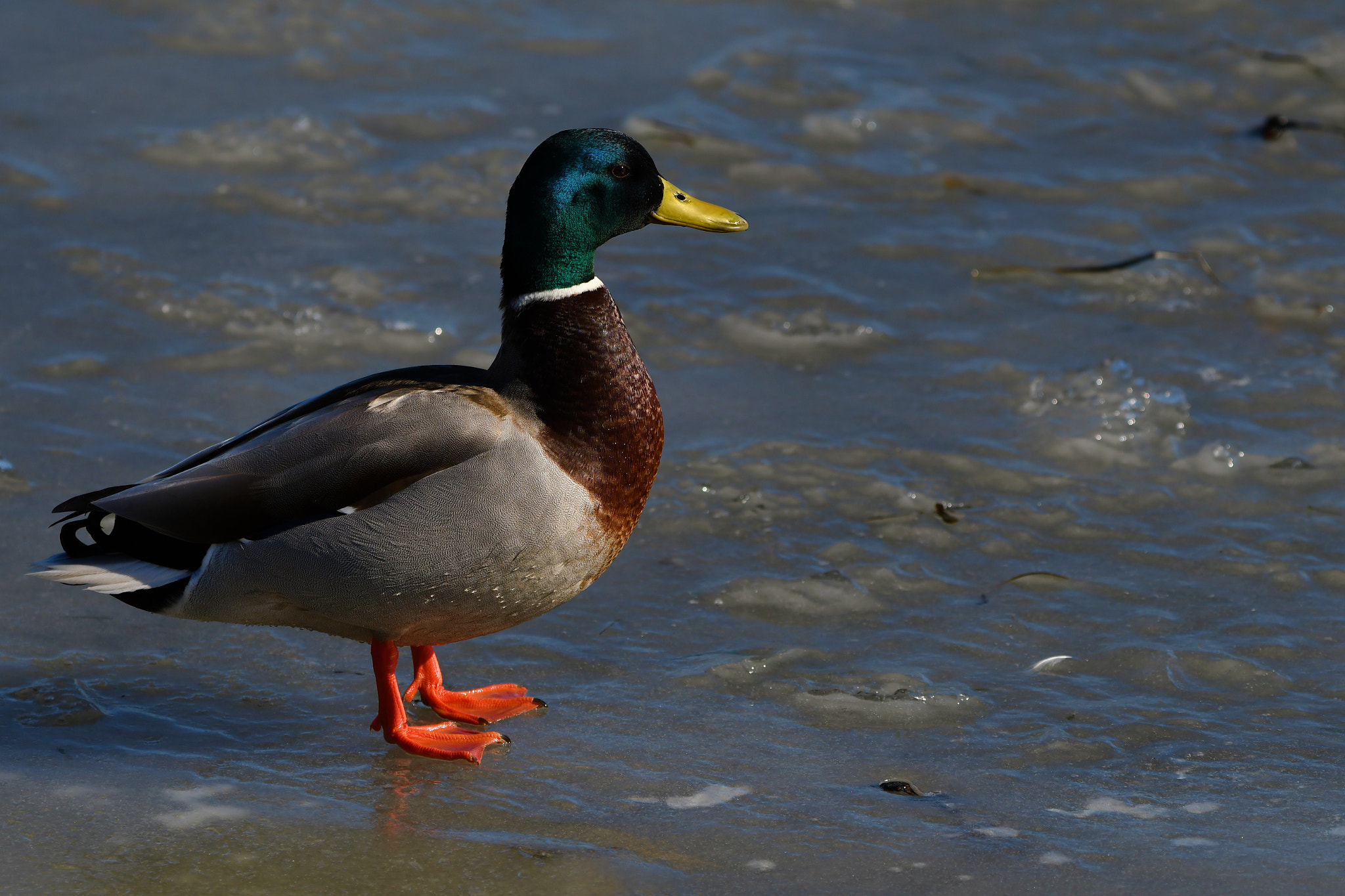 Nikon D500 + Sigma 150-600mm F5-6.3 DG OS HSM | C sample photo. Dsc photography