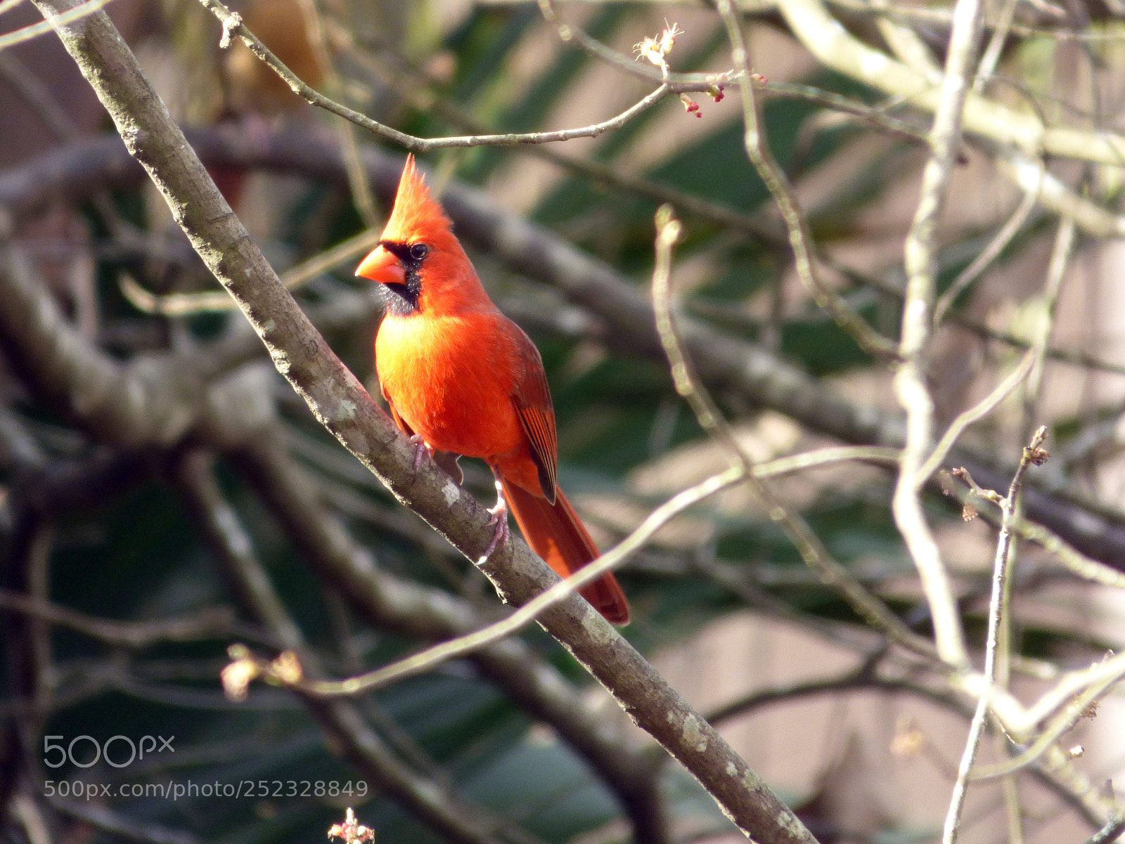 Panasonic Lumix DMC-FZ70 sample photo. Budding cardinal photography
