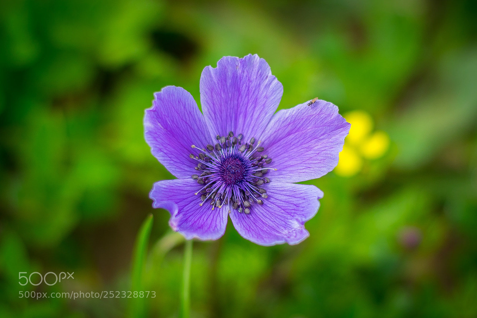 Nikon D5300 sample photo. Lovely flower photography