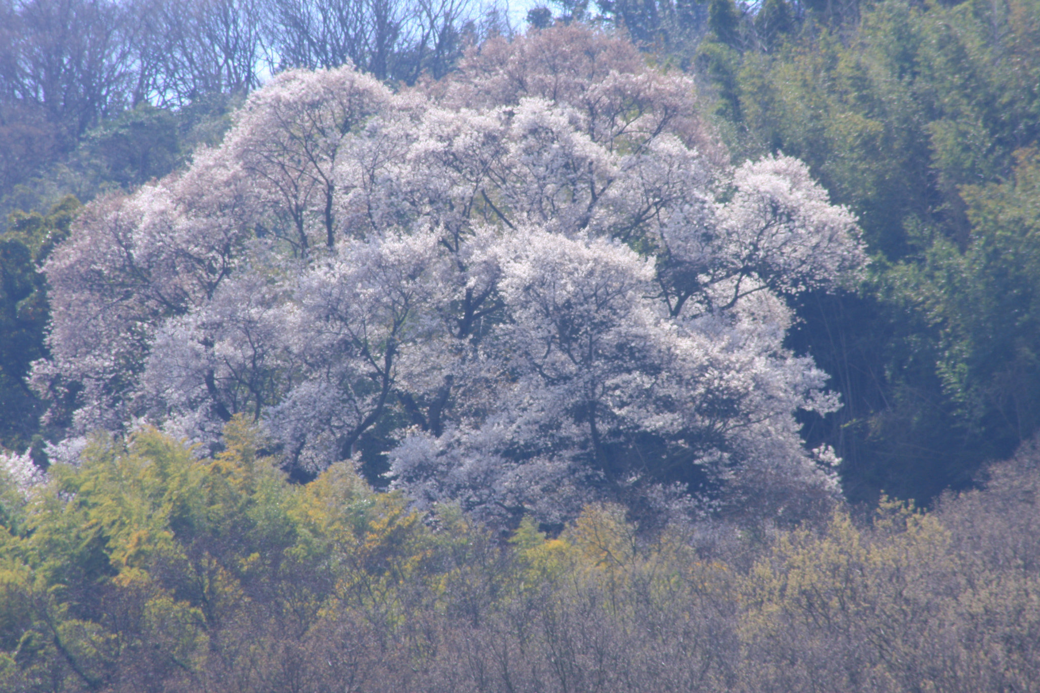 Canon EOS 40D sample photo. Img photography