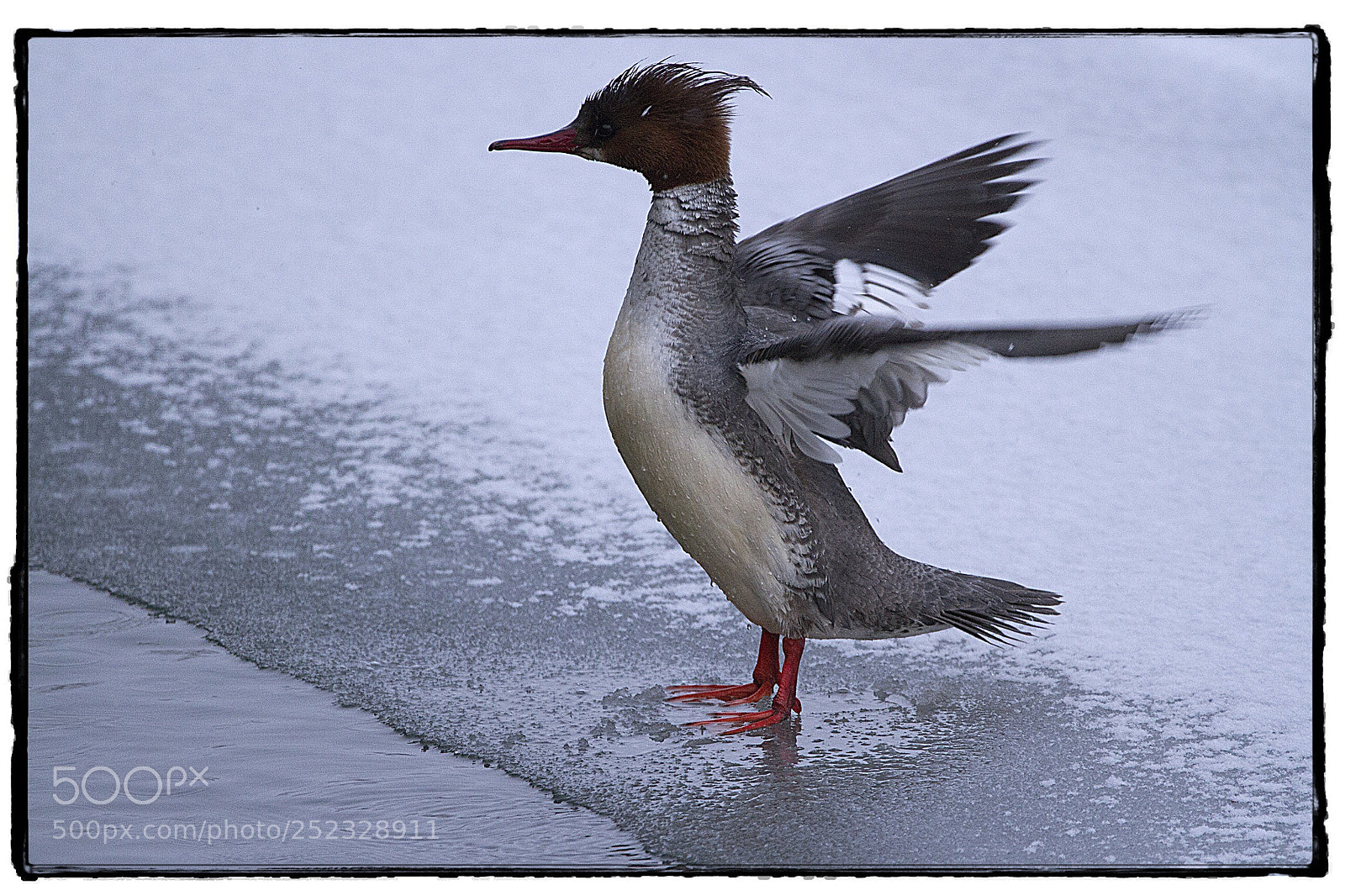 Canon EOS 7D sample photo. Female common merganser in photography