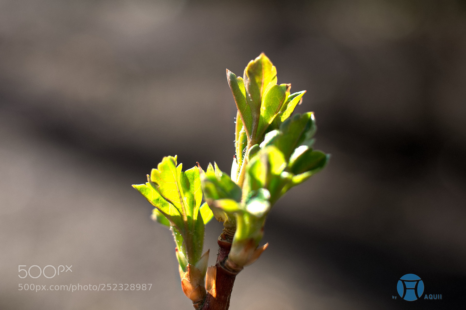 Panasonic Lumix DMC-GX85 (Lumix DMC-GX80 / Lumix DMC-GX7 Mark II) sample photo. Sunlight photography