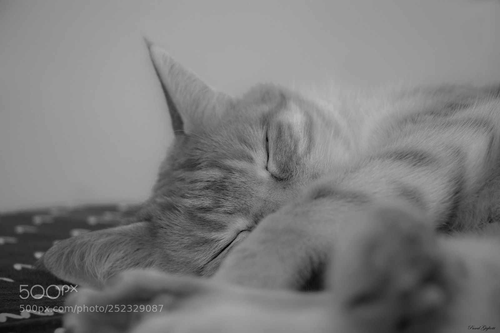 Canon EOS 80D sample photo. My lazy cat photography