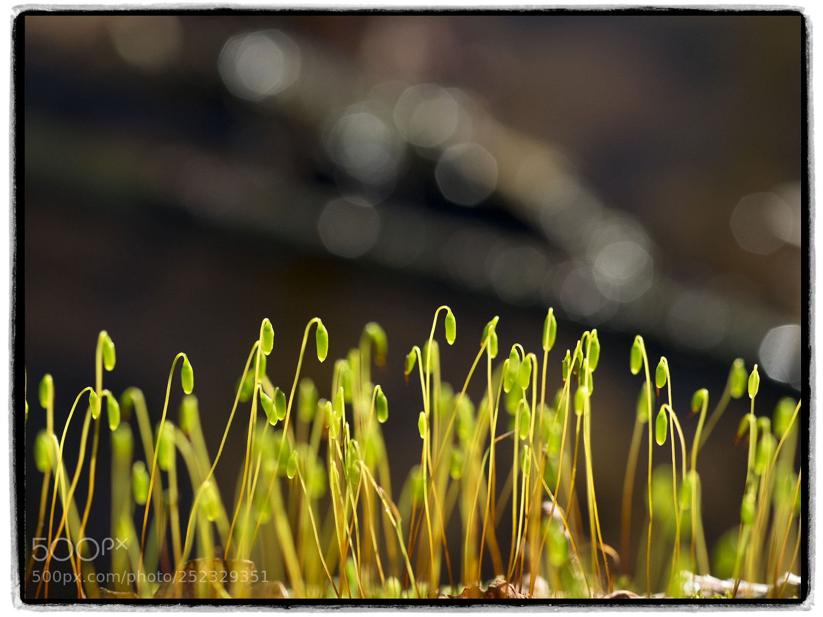 Olympus OM-D E-M1 sample photo. Moss close-up photography