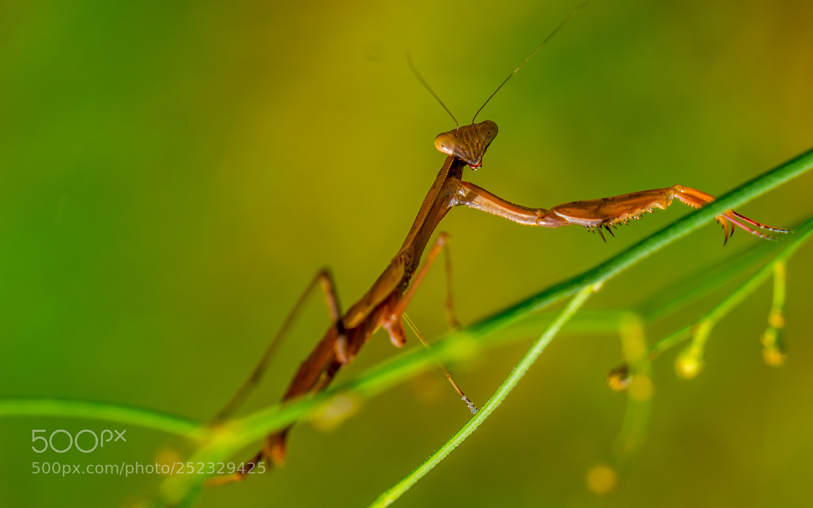 Sony a7R II sample photo. Praying mantis in garden photography