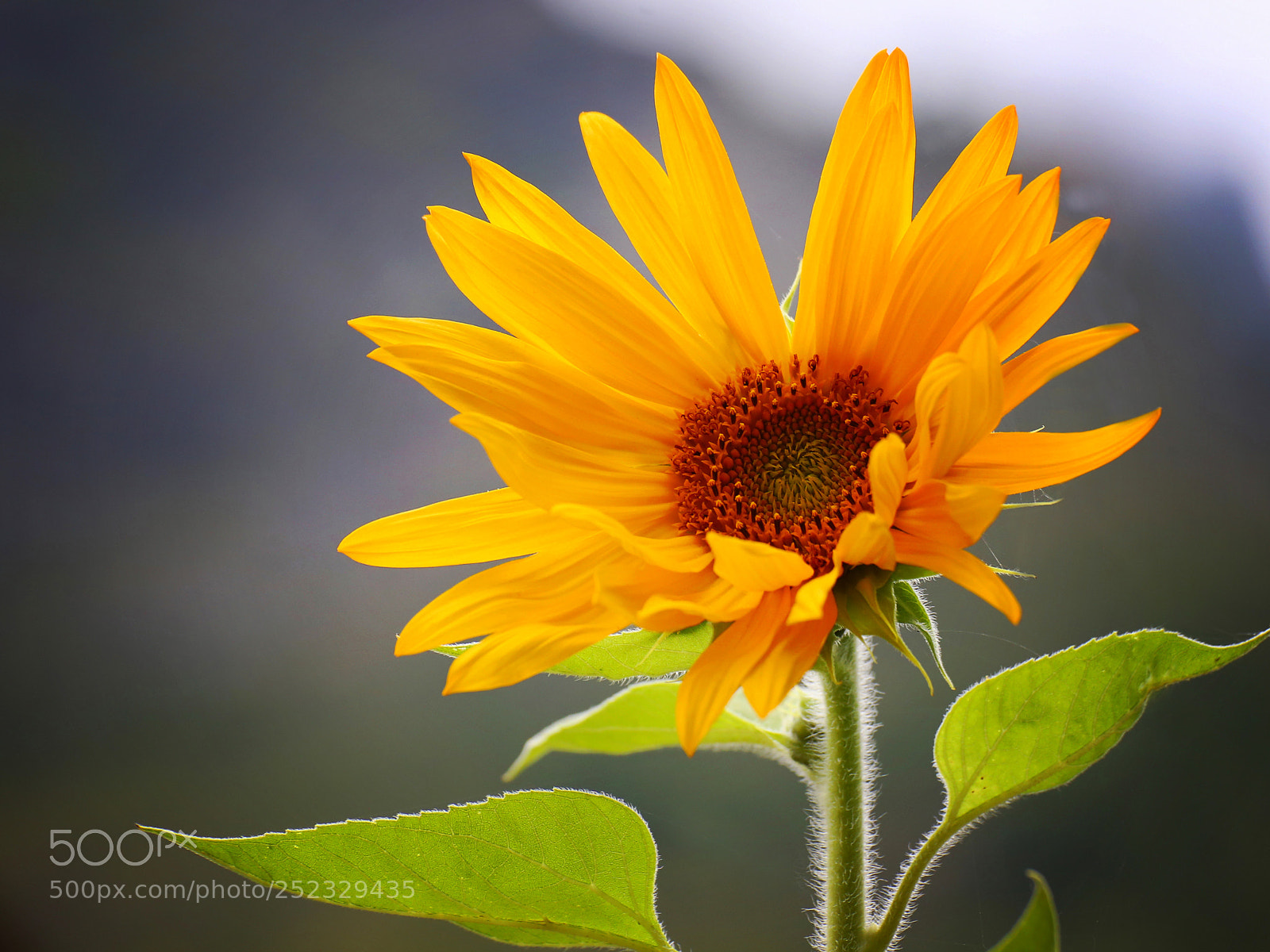 Canon EOS 6D sample photo. Sunflower's poise photography