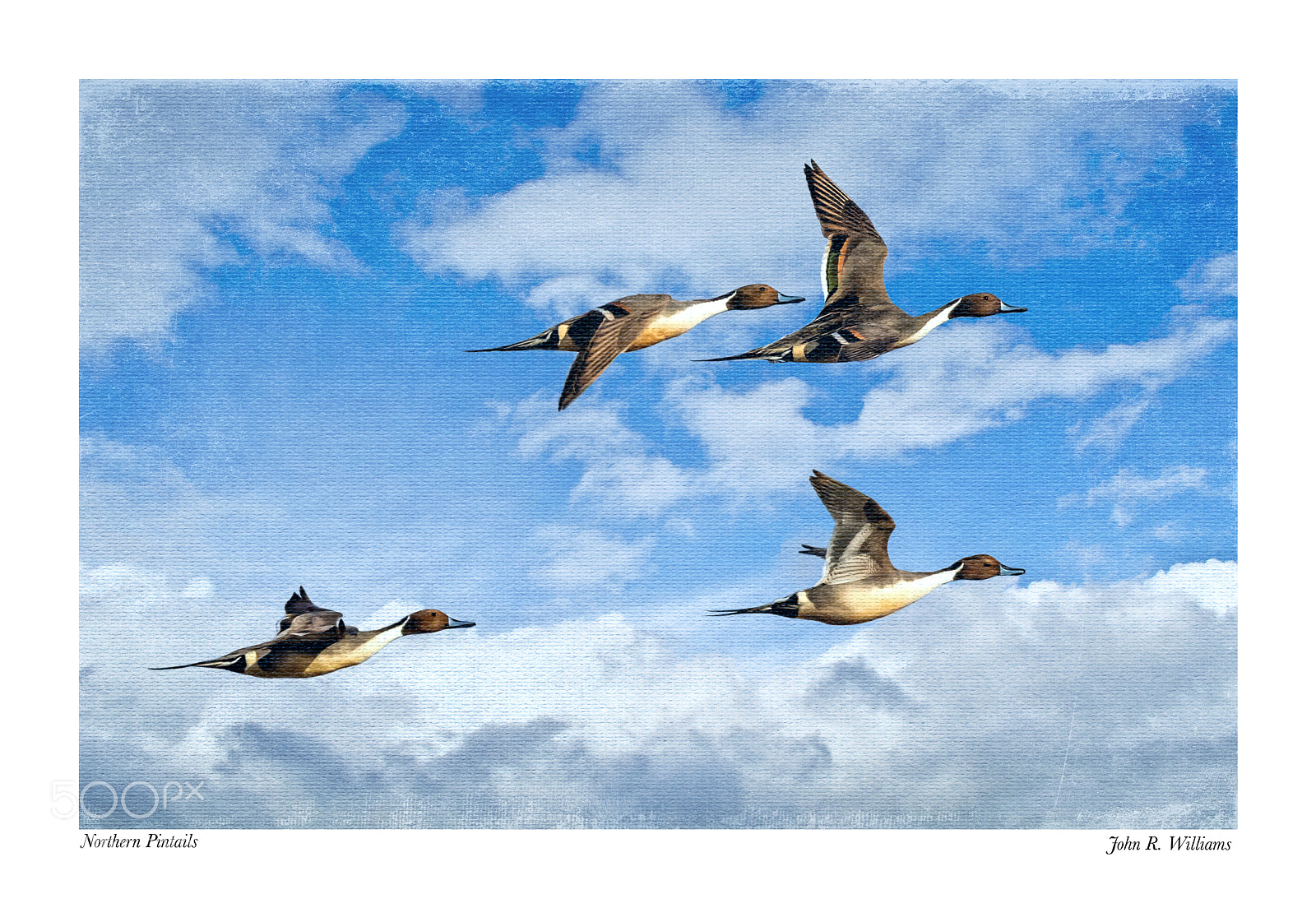 Canon EOS 7D Mark II sample photo. Northern pintails spring migration photography