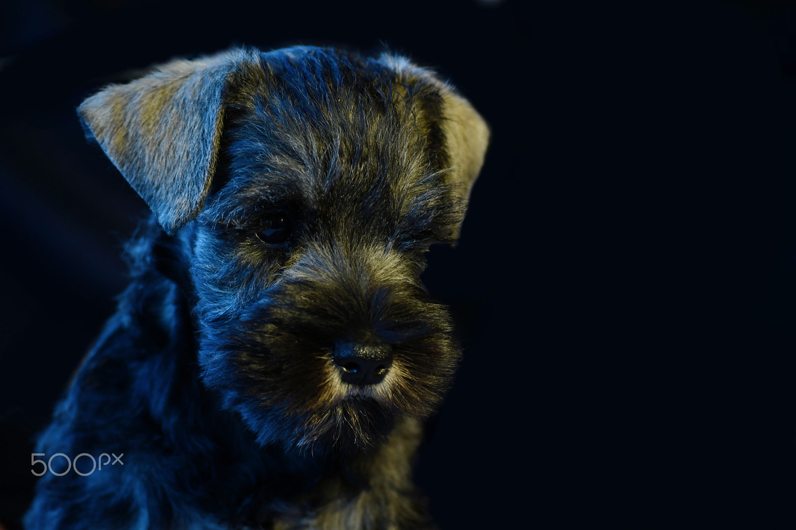 Nikon D500 sample photo. Schnauzer puppy photography