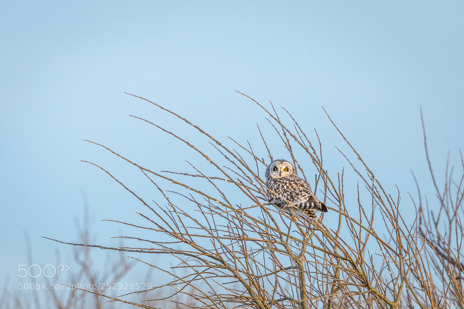 Canon EOS 5D Mark IV sample photo. Looking for food. photography