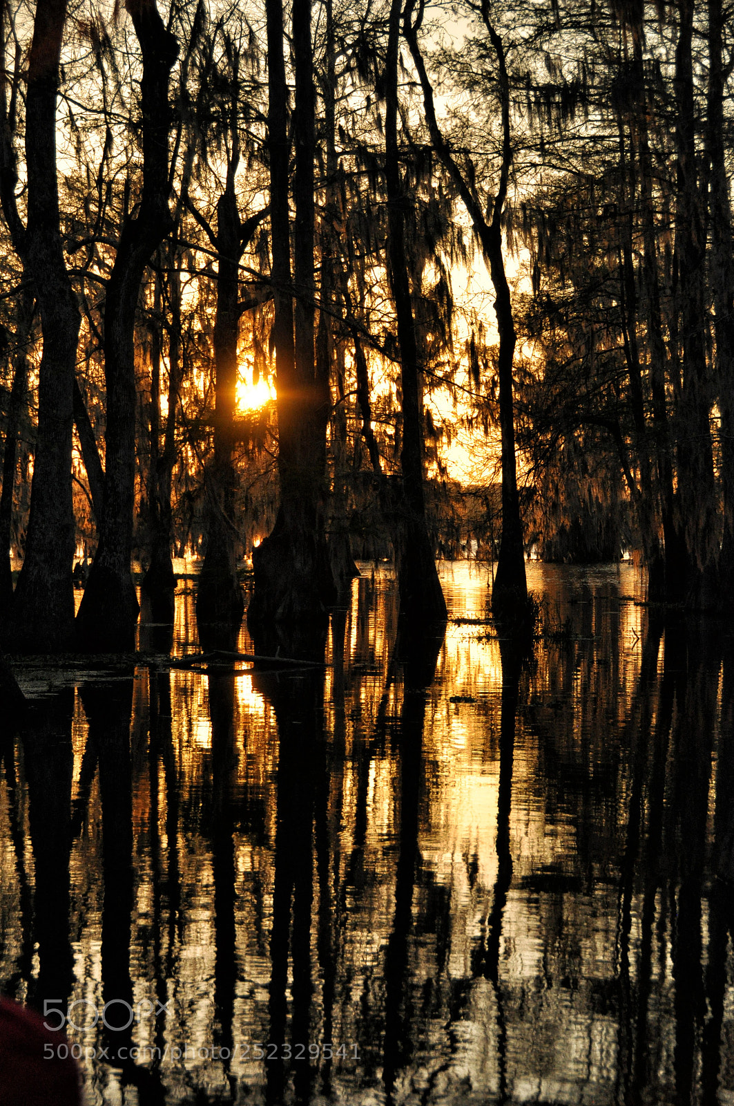 Nikon D90 sample photo. Atchafalaya basin at sunset photography