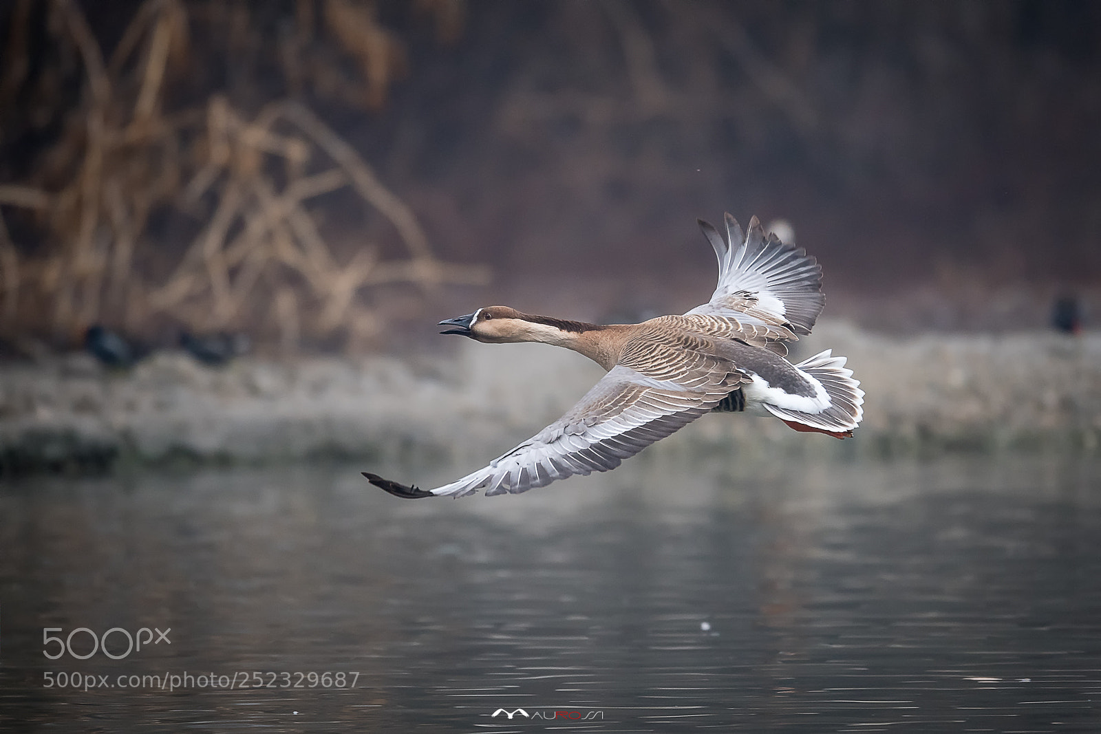 Nikon D5 sample photo. Oca cignoide - swan photography