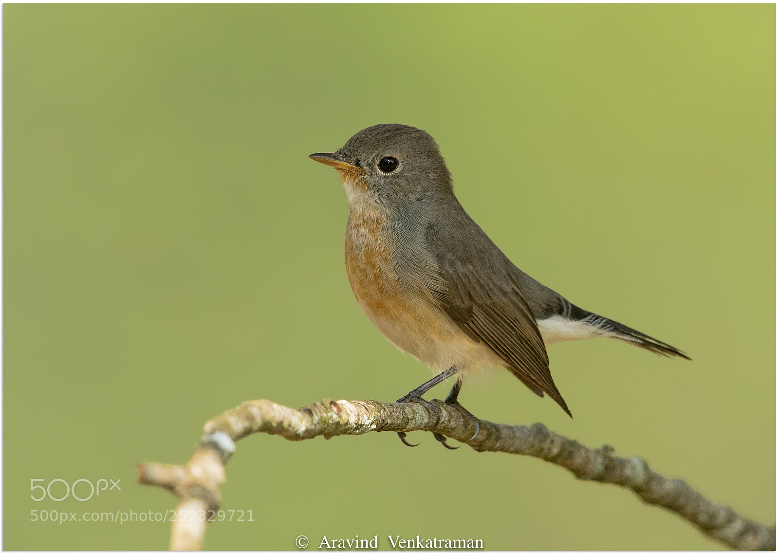 Canon EOS 7D Mark II sample photo. Kashmiri flycatcher photography