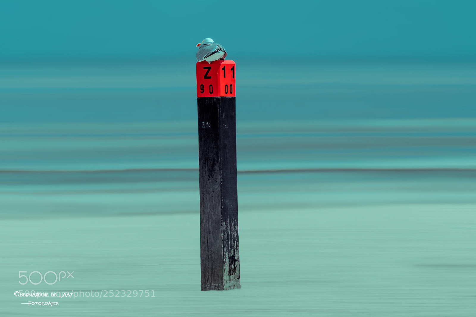 Nikon D7100 sample photo. Relaxing seagull photography