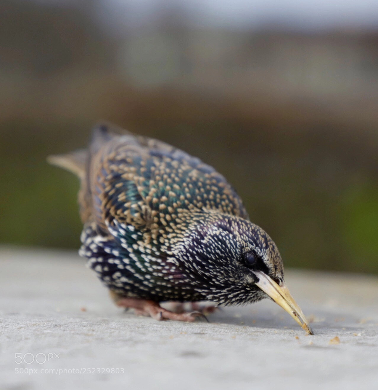 Canon EOS 6D Mark II sample photo. Eating crumbs photography