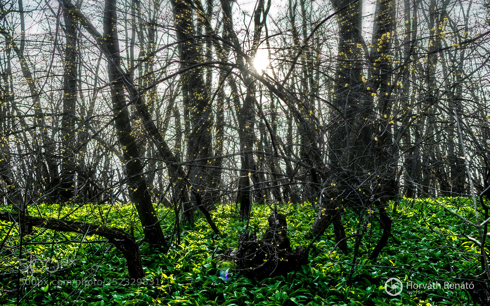 Nikon D3300 sample photo. In the forest photography