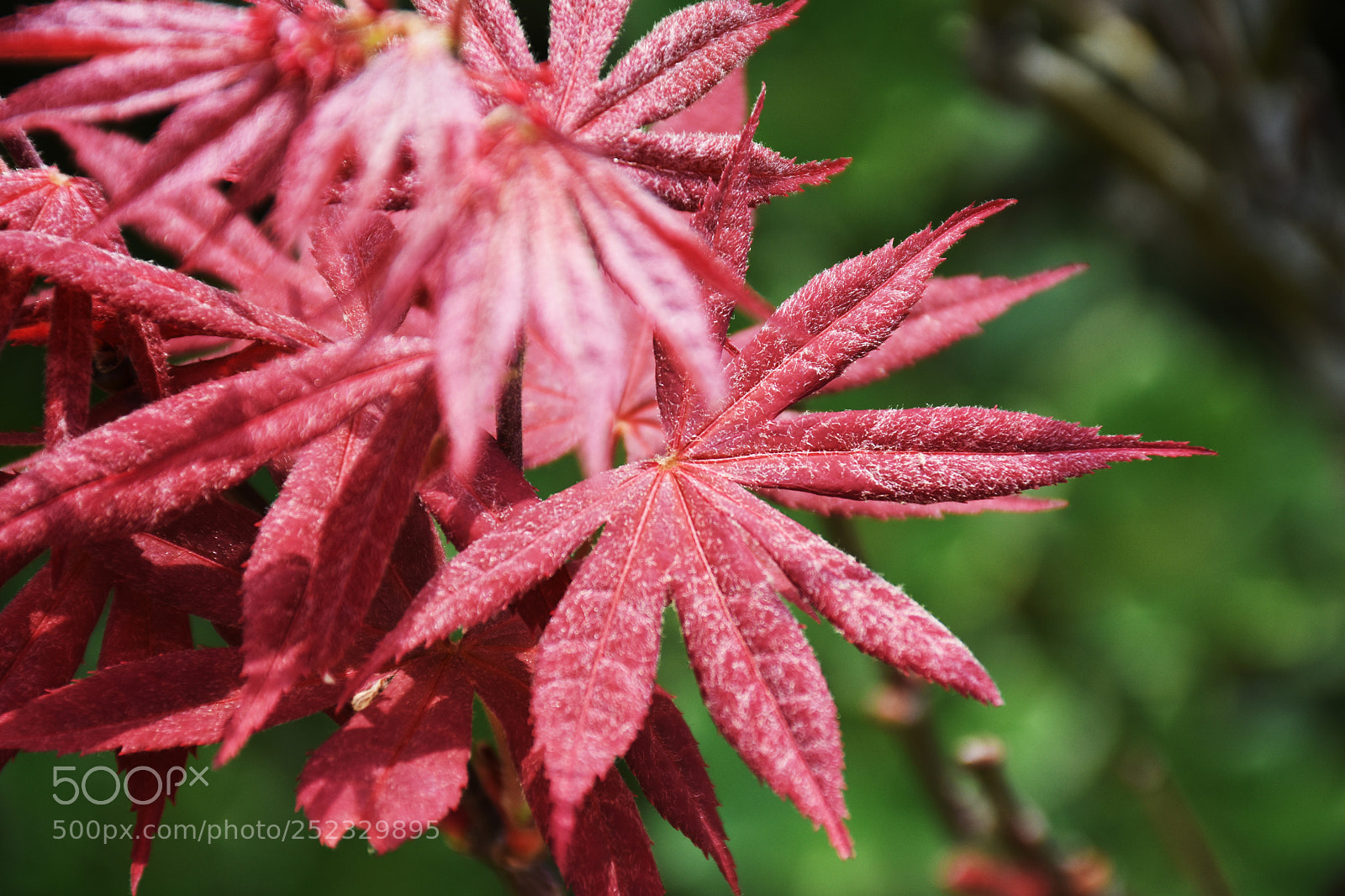 Nikon D7200 sample photo. 红枫 photography