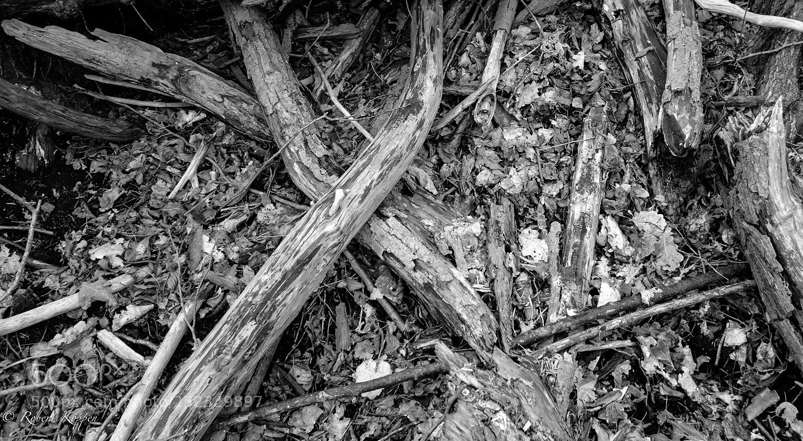 Fujifilm X-Pro1 sample photo. X photography