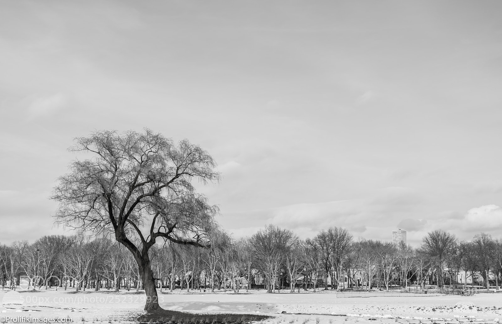 Sony a7R II sample photo. Monday snow trees photography