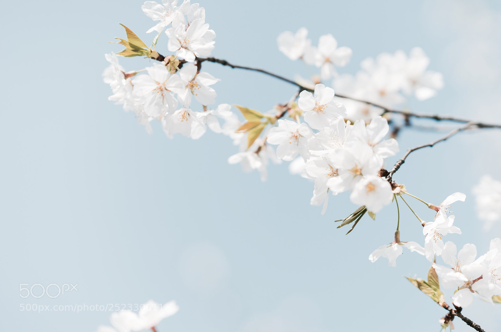 Sony a7 sample photo. Sakura-1 photography