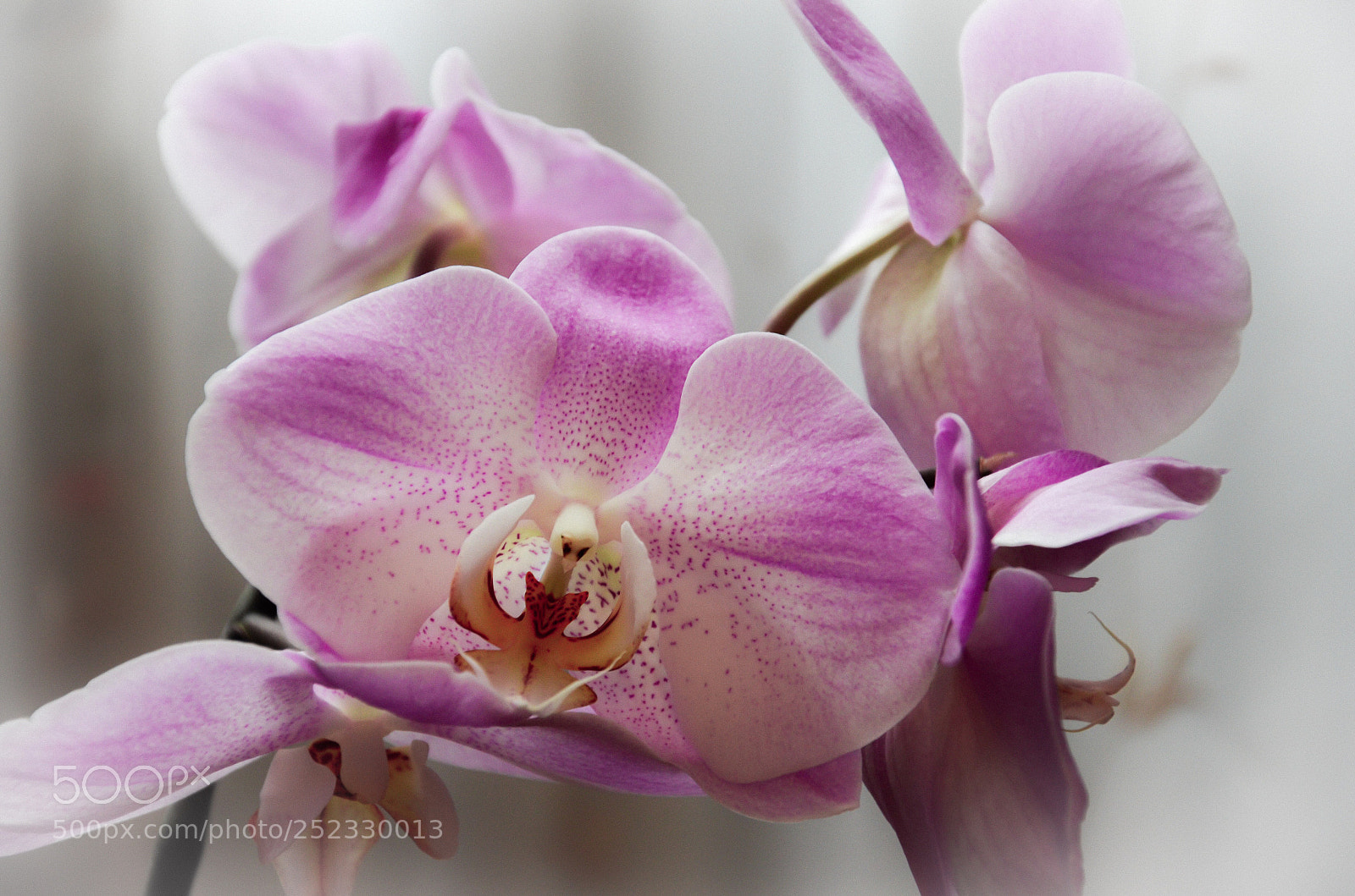 Nikon D7000 sample photo. Untitled photography