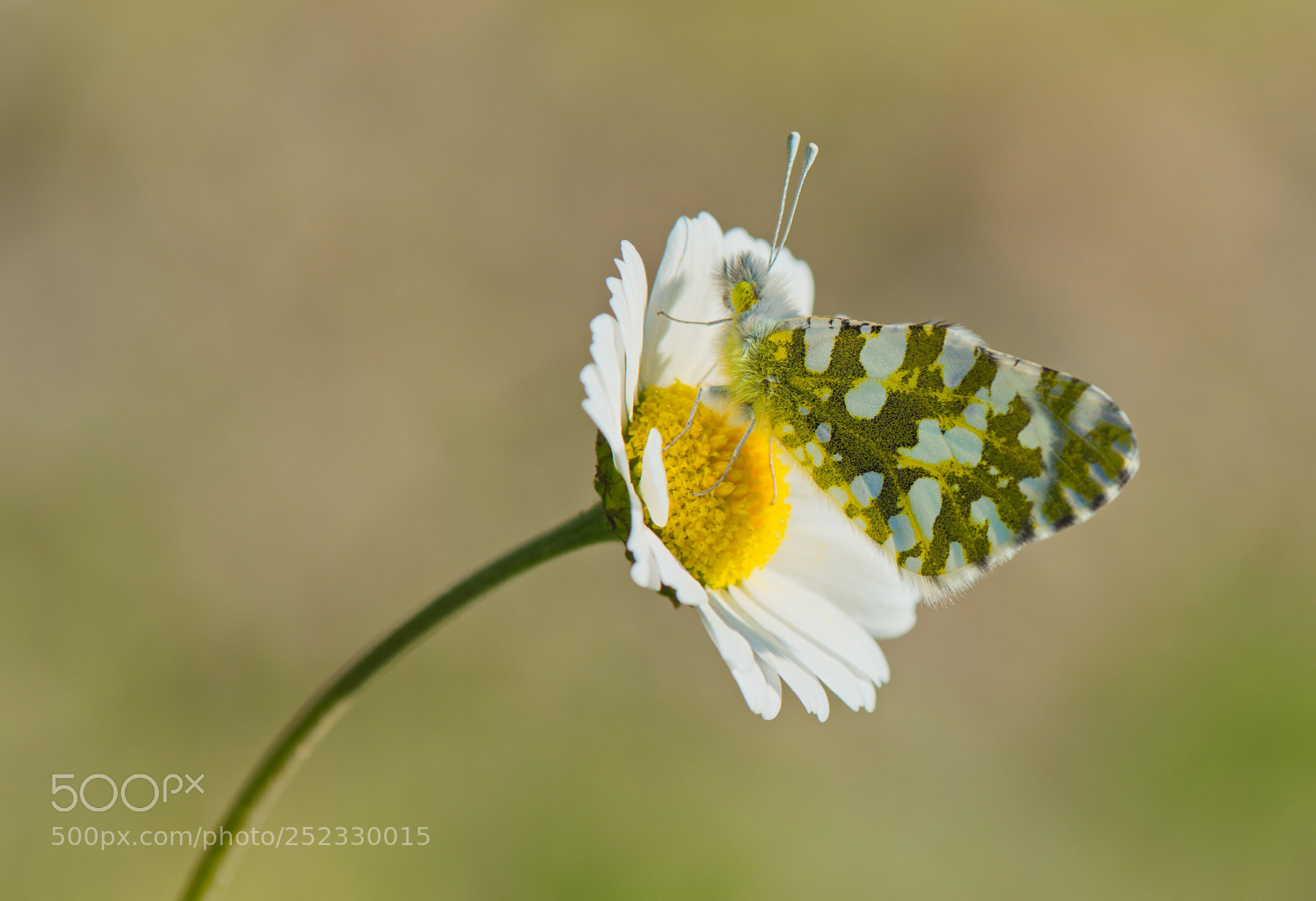 Nikon D810 sample photo. Daisy and butterfly photography