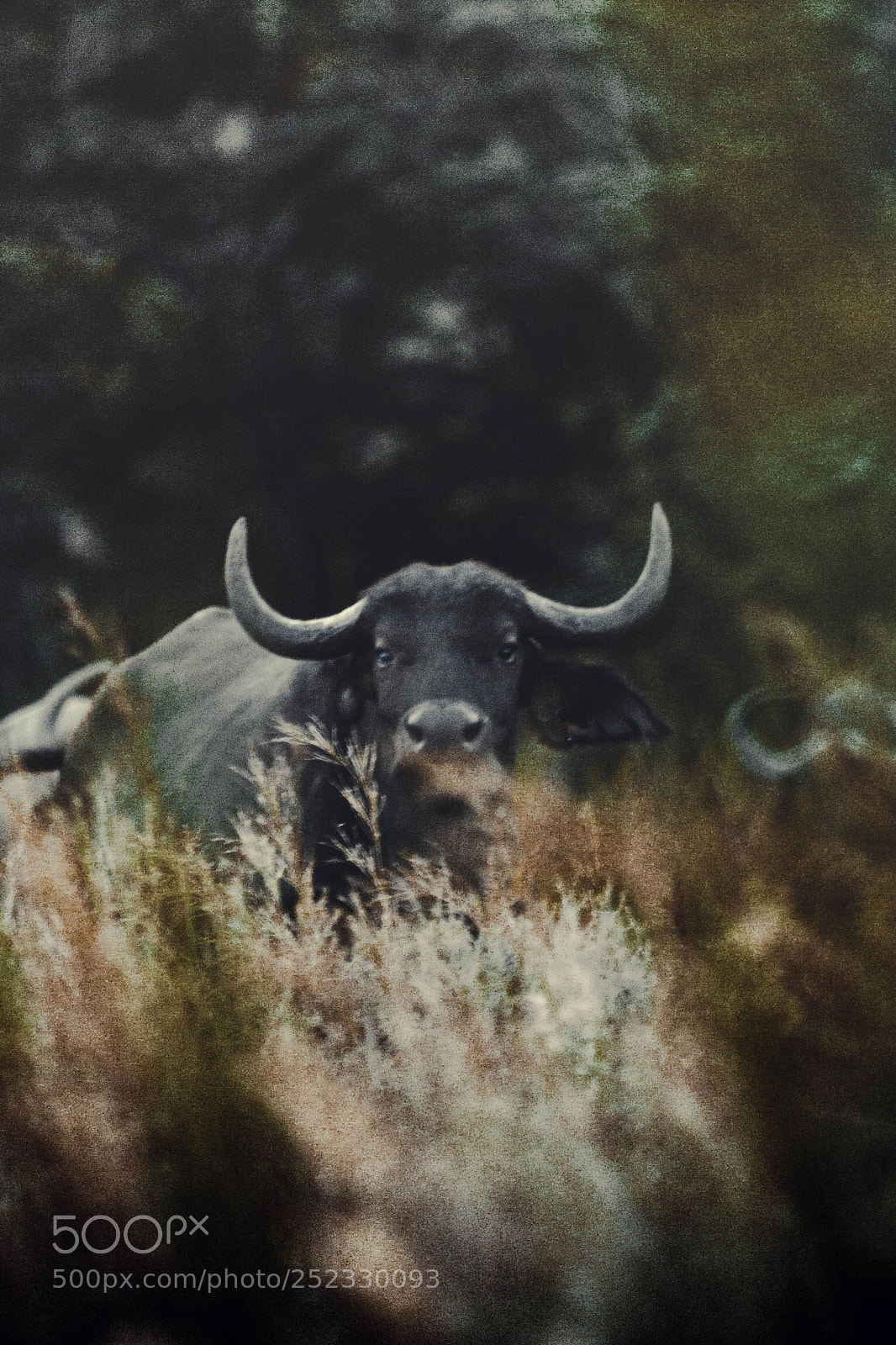 Canon EOS 7D sample photo. Buffalo cow photography