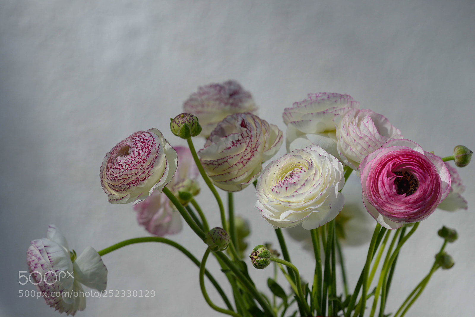 Nikon D800 sample photo. Soft blossom photography