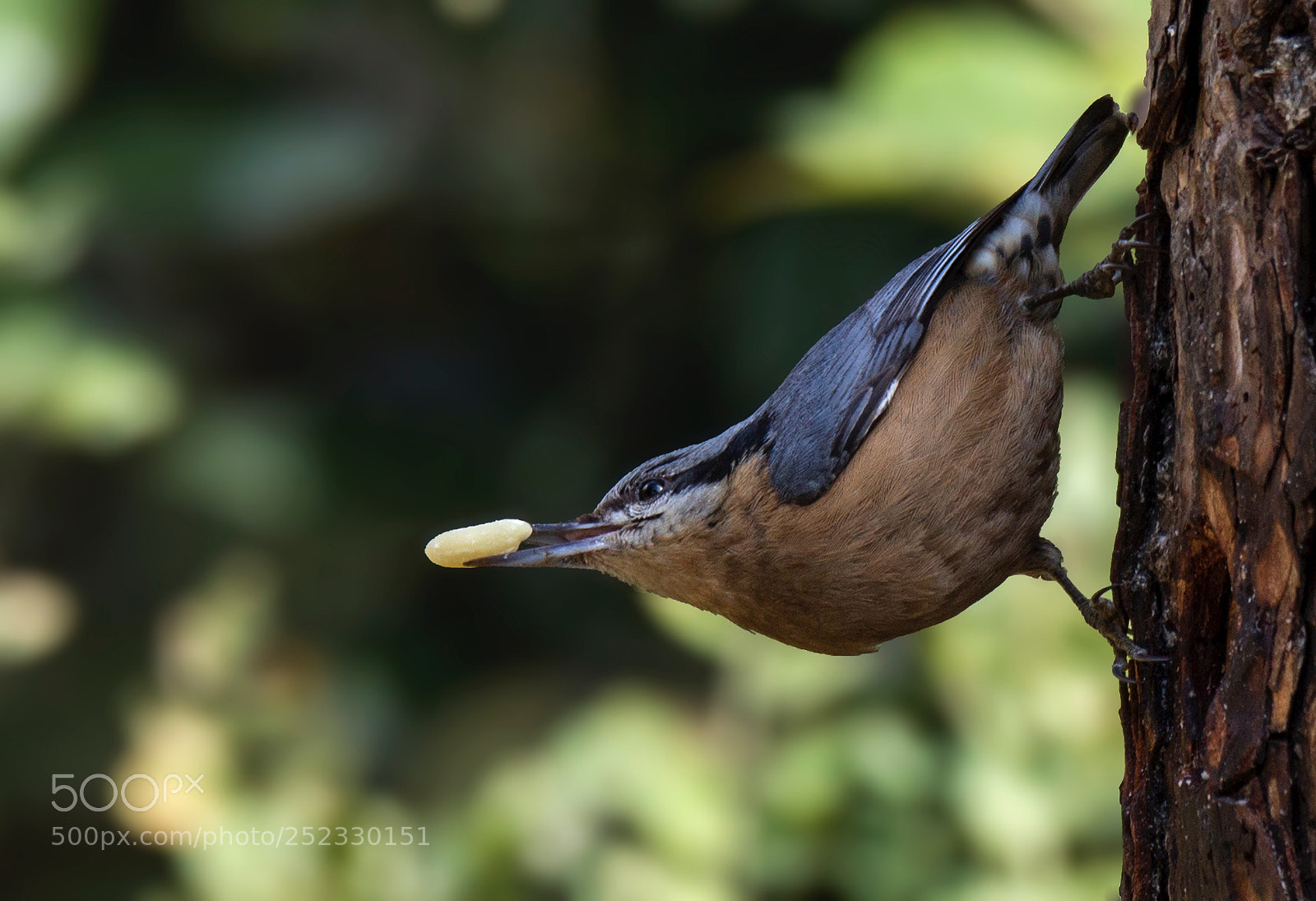 Canon EOS 600D (Rebel EOS T3i / EOS Kiss X5) sample photo. Upside down chestnut bellied photography