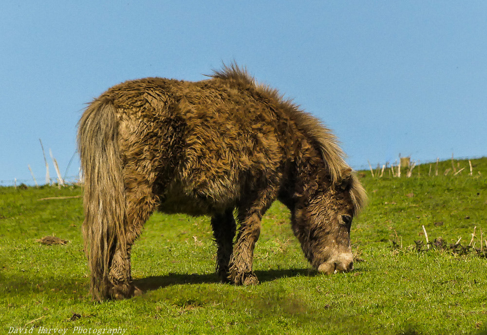 Panasonic DMC-FZ330 sample photo. Grazing photography