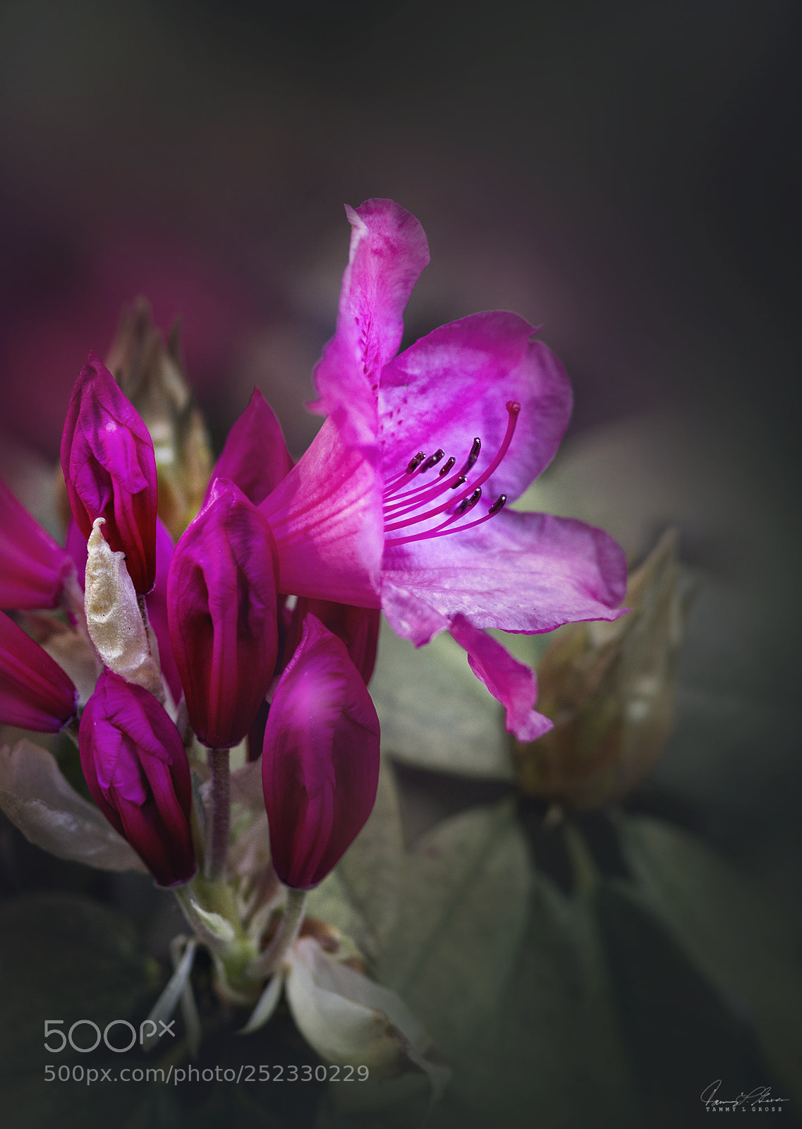 Canon EOS 7D sample photo. I'm here photography