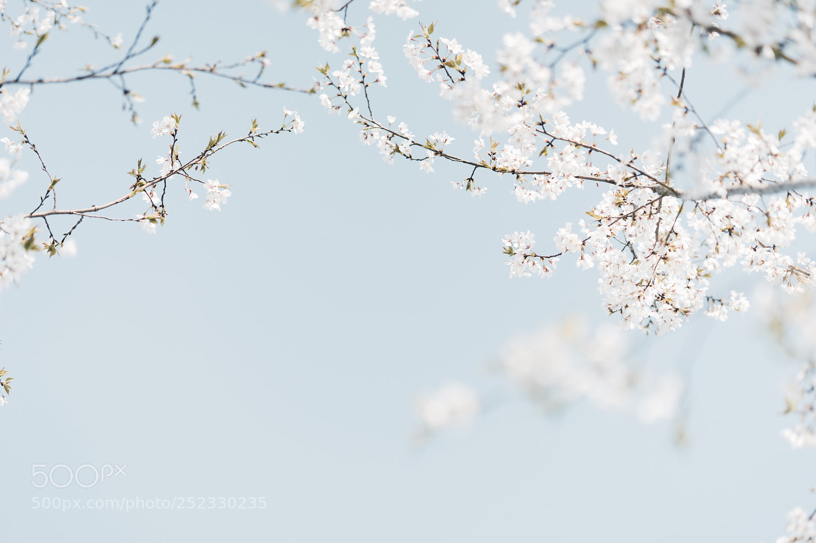 Sony a7 sample photo. Sakura-2 photography