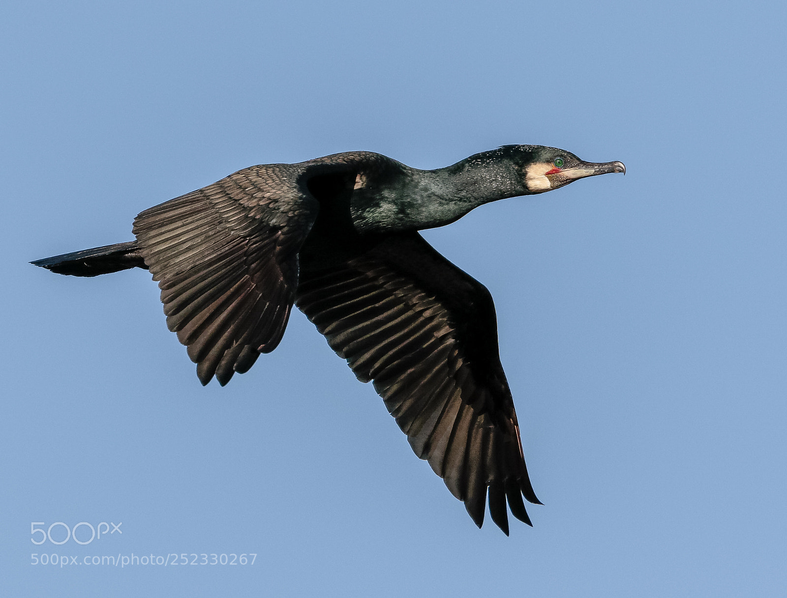 Canon EOS 7D Mark II sample photo. Cormorant photography