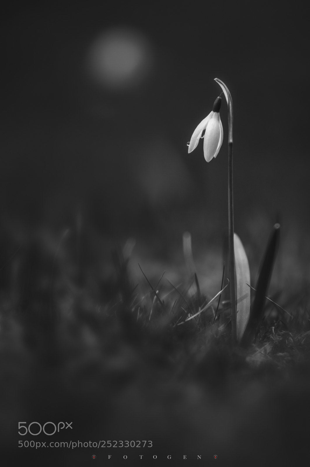 Nikon D300S sample photo. Alone photography